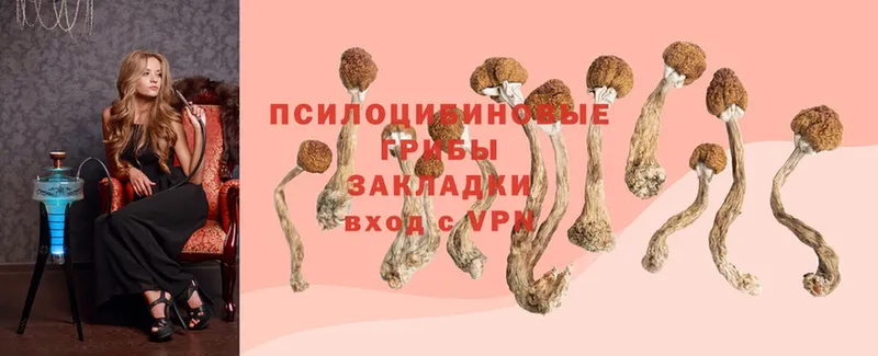 цена наркотик  Асино  Псилоцибиновые грибы Psilocybe 